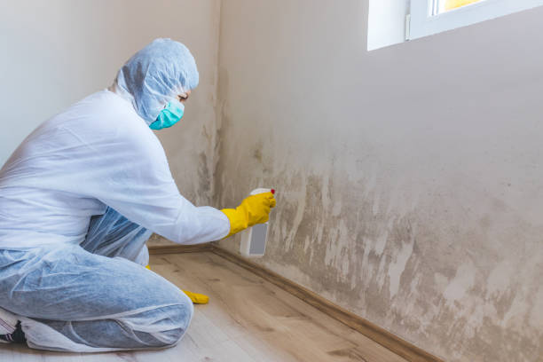 Licensed Mold Testing service in Church View, VA - WQB Mold Removal