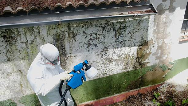 Top rated local Mold Testing specialists in Church View, VA